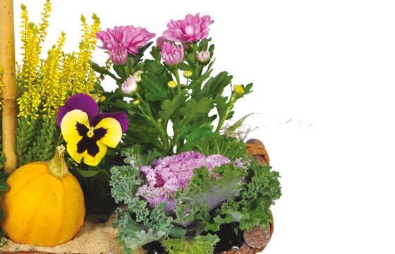 Fleurs en Deuil | vue sur un ensemble de plantes Fleurs en Deuil | vue sur un ensemble de plantes