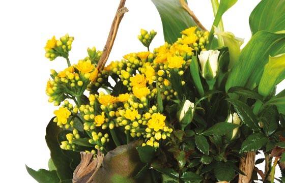 Fleurs en Deuil | macro sur le kalenchoé de la Composition jaune & blanche "Intensité"