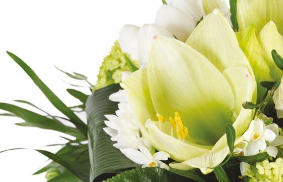 Fleurs en Deuil | zoom sur un amaryllis blanc du Bouquet de saison Cocon Fleurs en Deuil | zoom sur un amaryllis blanc du Bouquet de saison Cocon