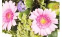 Fleurs en Deuil | Zoom sur les gerberas rose du Bouquet de fleurs rond deuil "Reflet"