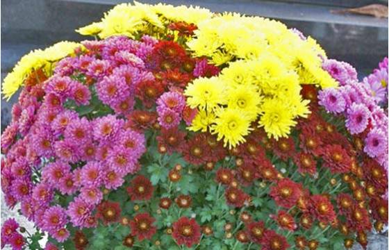 Fleurs en Deuil | image d'une composition d'un mélange de chrysanthème Fleurs en Deuil | image d'une composition d'un mélange de chrysanthème