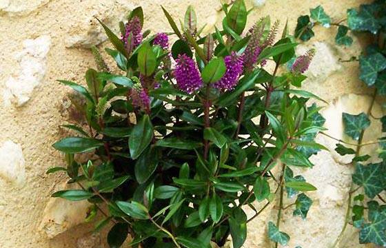 Fleurs en Deuil | image de la Véronique une Plante Fleurie violette