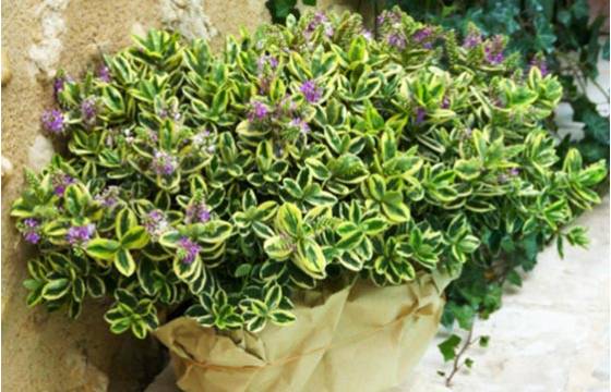 Fleurs en Deuil | image de la coupe de véronique Fleurs en Deuil | image de la coupe de véronique