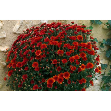 Fleurs en Deuil | zoom sur le Chrysanthème Multifleurs Rouge Orange