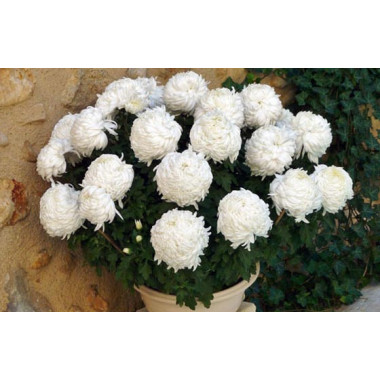 Fleurs en Deuil | zoom sur le chrysanthème Boule Blanc