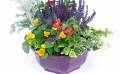 Fleurs en Deuil | Assemblage de plantes vertes et fleuries "Vénus" zoom