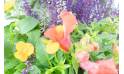 Fleurs en Deuil | Assemblage de plantes vertes et fleuries "Vénus" zoom fleur orange