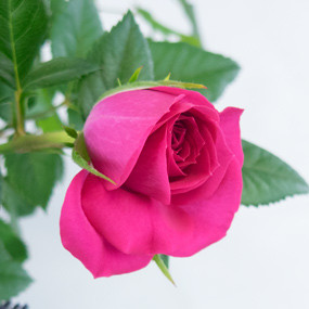 Fleurs en Deuil  |Zoom rose rose Assemblage de plantes vertes & fleuries "Vénus"