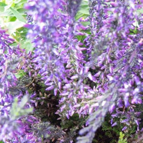 Fleurs en Deuil  |Zoom fleur véronique mauve Assemblage de plantes vertes & fleuries "Vénus"