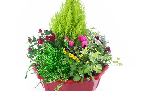 Fleurs en Deuil | Coupe de plantes colorées "Tendre Pensée" Fleurs en Deuil | Coupe de plantes colorées "Tendre Pensée"