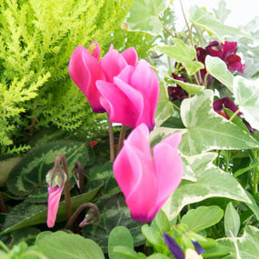 Fleurs en Deuil | zoom cyclamen rose coupe de plantes "Tendre Pensée"
