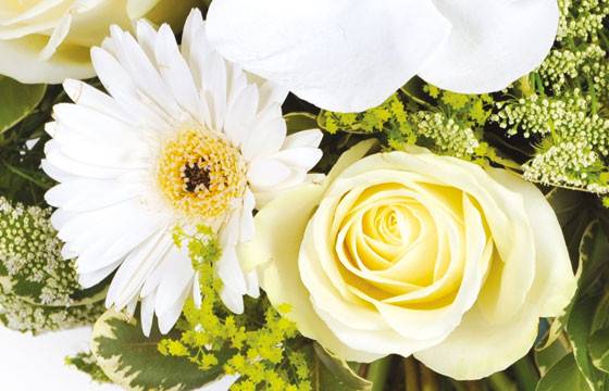 Fleurs en Deuil | zoom sur une rose blanche et un gerbera blanc du Bouquet de fleurs deuil "Rêve Blanc" Fleurs en Deuil | zoom sur une rose blanche et un gerbera blanc du Bouquet de fleurs deuil "Rêve Blanc"