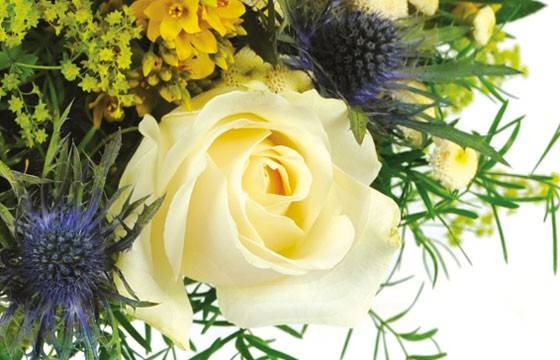 Fleurs en Deuil| Zoom sur une rose blanche Fleurs en Deuil| Zoom sur une rose blanche