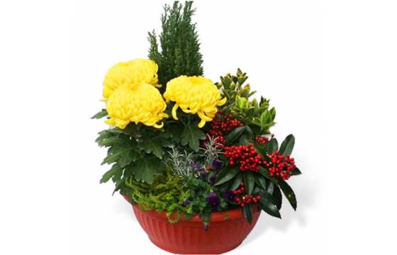 Fleurs en Deuil | image de la Coupe de plantes Jaune et Rouge pour cimetière Fleurs en Deuil | image de la Coupe de plantes Jaune et Rouge pour cimetière