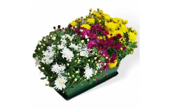 Fleurs en Deuil | image de la Jardinière de mini chrysanthèmes Fleurs en Deuil | image de la Jardinière de mini chrysanthèmes