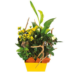 Fleurs en Deuil | mosaïque de la Composition de plantes jaunes & blanches "Intensité"