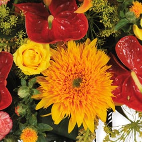Fleurs en Deuil | mosaïque, zoom sur une fleurs orange de la Raquette rouge & orange "L'Eclipse"