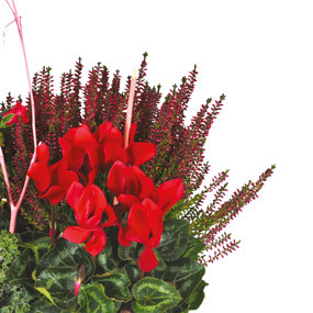 Fleurs en Deuil | mosaïque, zoom sur une plante rouge de la Composition de plantes deuil "Morphée"
