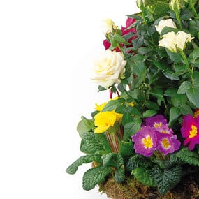 Fleurs en Deuil | mosaïques : vue sur le bas de la Coupe de plantes vertes & fleuries "Symphonie"