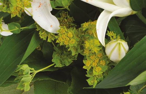Fleurs en Deuil | zoom sur les buplurum du bouquet de deuil Fleurs en Deuil | zoom sur les buplurum du bouquet de deuil