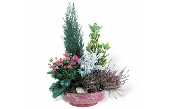 Fleurs en Deuil | Coupe de plantes vertes & fleuries Adieu Eternel Fleurs en Deuil | Coupe de plantes vertes & fleuries Adieu Eternel