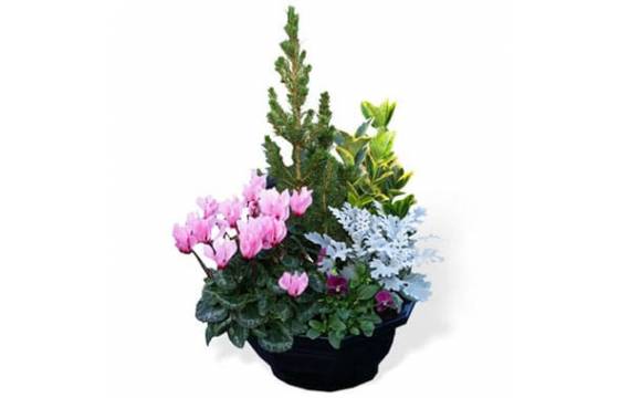Fleurs en Deuil | Image de la Coupe plantes vertes & fleuries deuil Fleurs en Deuil | Image de la Coupe plantes vertes & fleuries deuil