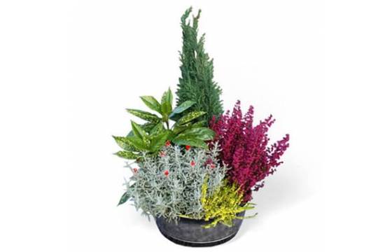 Fleurs en Deuil | image de la Coupe de plantes vertes & fleuries colorées Fleurs en Deuil | image de la Coupe de plantes vertes & fleuries colorées