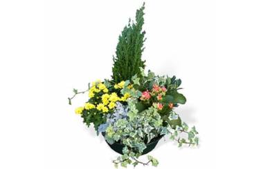 Fleurs en Deuil | image de l'Assemblage de Plantes vertes & fleuries "Le Jardin du Temps"