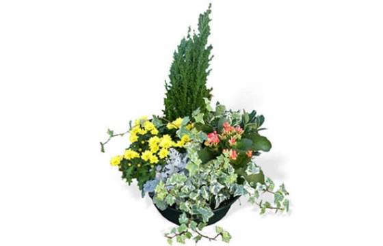 Fleurs en Deuil | image de l'Assemblage de Plantes vertes & fleuries "Le Jardin du Temps"