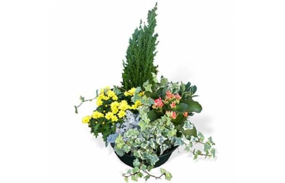 Fleurs en Deuil | image de l'Assemblage de Plantes vertes & fleuries "Le Jardin du Temps" Fleurs en Deuil | image de l'Assemblage de Plantes vertes & fleuries "Le Jardin du Temps"