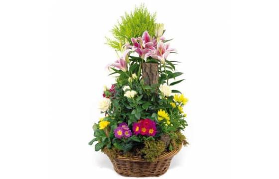 Fleurs en Deuil | image de la Coupe de plantes vertes & fleuries "Symphonie" Fleurs en Deuil | image de la Coupe de plantes vertes & fleuries "Symphonie"