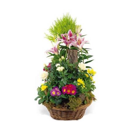 Fleurs en Deuil | image de la Coupe de plantes vertes & fleuries "Symphonie"