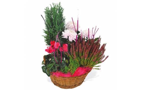 Fleurs en Deuil | image de la composition de plantes rouge et rose Le Jardin des Anges