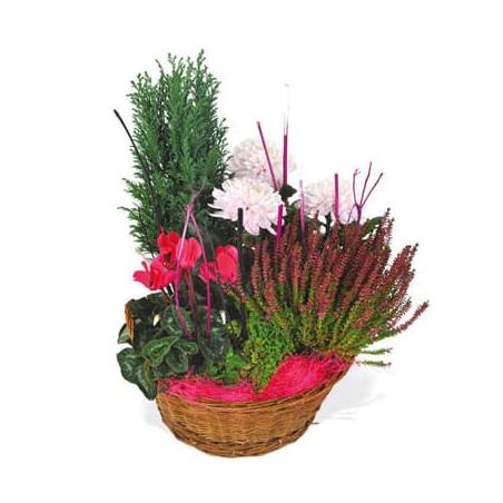 Fleurs en Deuil | image de la composition de plantes rouge et rose Le Jardin des Anges