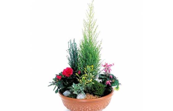 Fleurs en Deuil | image de la coupe de plantes fuchsia & rouge Jardin d'Eden Fleurs en Deuil | image de la coupe de plantes fuchsia & rouge Jardin d'Eden