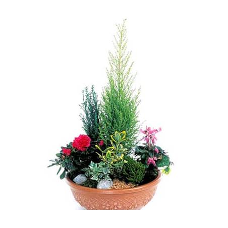 Fleurs en Deuil | image de la coupe de plantes fuchsia & rouge Jardin d'Eden