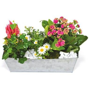 Fleurs en Deuil | image de la jardinière de plantes roses & blanches Calypso