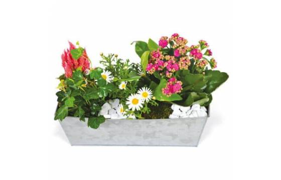 Fleurs en Deuil | image de la jardinière de plantes roses & blanches Calypso Fleurs en Deuil | image de la jardinière de plantes roses & blanches Calypso
