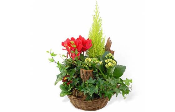 Fleurs en Deuil | image de la Coupe de plantes de deuil "Rêve Floral" Fleurs en Deuil | image de la Coupe de plantes de deuil "Rêve Floral"