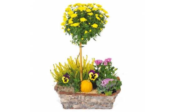 Fleurs en Deuil | image de la Composition de plantes jaunes & mauve "L'Oasis"
