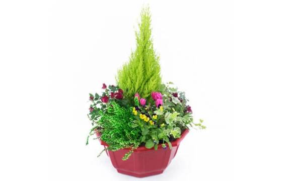 Fleurs en Deuil | Coupe de plantes colorées "Tendre Pensée" Fleurs en Deuil | Coupe de plantes colorées "Tendre Pensée"