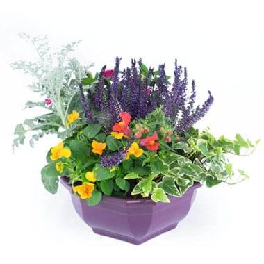 Fleurs en Deuil |image de l'Assemblage de plantes vertes et fleuries "Vénus"