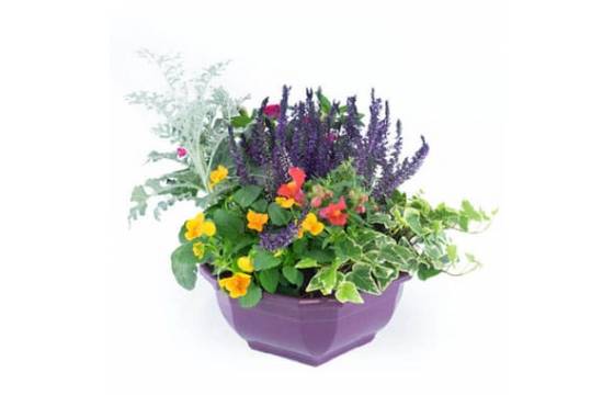 Fleurs en Deuil |image de l'Assemblage de plantes vertes et fleuries "Vénus" Fleurs en Deuil |image de l'Assemblage de plantes vertes et fleuries "Vénus"