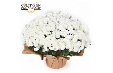 Fleurs en Deuil | image de la plante blanche pour la toussaint - Chrysanthème Multifleurs Blanc