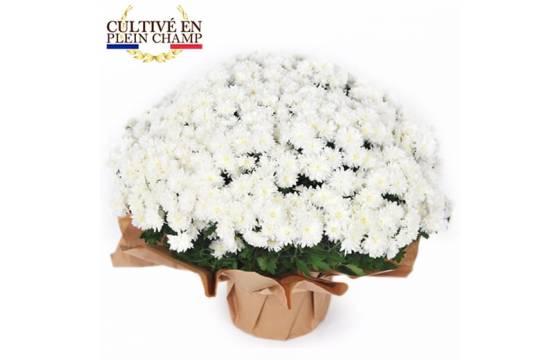 Fleurs en Deuil | image de la plante blanche pour la toussaint - Chrysanthème Multifleurs Blanc