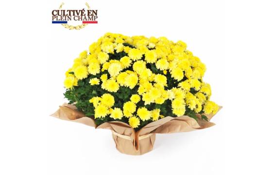 Fleurs en Deuil | Image de la coupe de chrysanthème multifleurs jaune