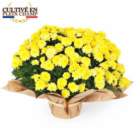 Fleurs en Deuil | Image de la coupe de chrysanthème multifleurs jaune