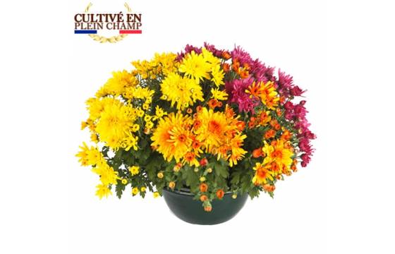 Fleurs en Deuil | Coupe de chrysanthème colorées