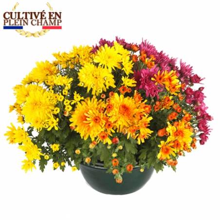 Fleurs en Deuil | Coupe de chrysanthème colorées