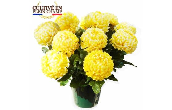 Fleurs en Deuil | Image principale Chrysanthème boule jaune Fleurs en Deuil | Image principale Chrysanthème boule jaune